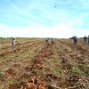 Agroindústria deve beneficiar 700 toneladas de mandioca