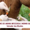 COLETA DE SANGUE PARA EXAMES DE ANEMIA INFECCIOSA E MORMO EQUINO