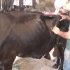 EQUIPE VETERINÁRIA DA SECRETARIA MUNICIPAL DE AGRICULTURA REALIZA ATENDIMENTO DIARIAMENTE EM DIVERSAS PROPRIEDADES DO MUNICÍPIO DE SALVADOR DAS MISSÕES