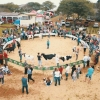 Salvador das Missões participa da 6ª Expoleite em São Pedro do Butiá