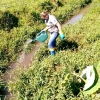 Salvador das Missões pioneiro no controle de borrachudos